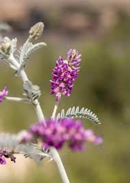 Attēlu rezultāti vaicājumam “Astragalus arenarius flower”