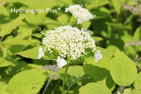 Attēlu rezultāti vaicājumam “Hydrangea arborescens flower”