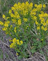 Attēlu rezultāti vaicājumam “Barbarea vulgaris subsp. arcuata flower”