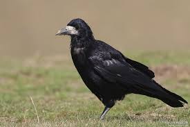 Attēlu rezultāti vaicājumam “Corvus frugilegus”