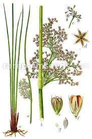 Attēlu rezultāti vaicājumam “Juncus effusus fruit”