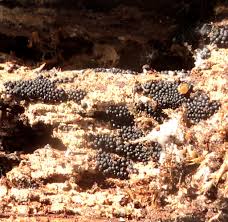 Attēlu rezultāti vaicājumam “Ruzenia spermoides”