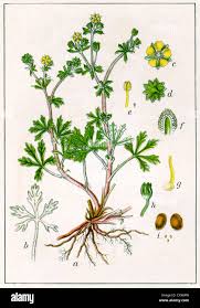 Attēlu rezultāti vaicājumam “Potentilla argentea fruit”