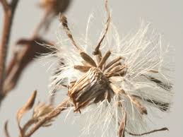 Image result for Aster lanceolatus