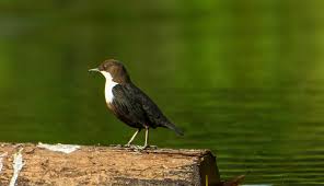 Attēlu rezultāti vaicājumam “Cinclus cinclus”