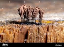 Attēlu rezultāti vaicājumam “Hemitrichia leiotricha stalked”