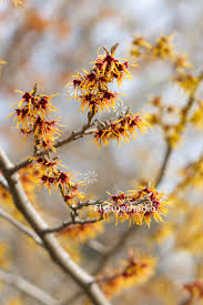 Attēlu rezultāti vaicājumam “Hamamelis japonica”