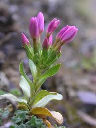 Attēlu rezultāti vaicājumam “Centaurium erythraea bud”