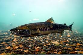 Image result for Oncorhynchus keta