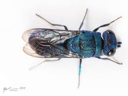 Attēlu rezultāti vaicājumam “Chrysididae”