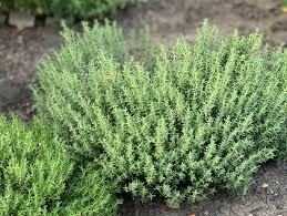 Image result for Thymian