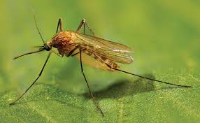 Attēlu rezultāti vaicājumam “Culex pipiens female”