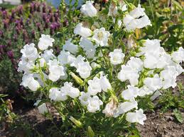 Image result for Campanula medium