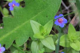 Image result for Anagallis arvensis