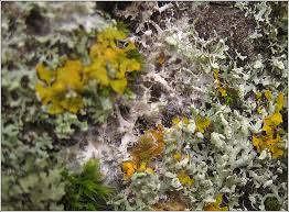 Attēlu rezultāti vaicājumam “Athelia arachnoidea”