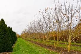 Attēlu rezultāti vaicājumam “Juglans regia”
