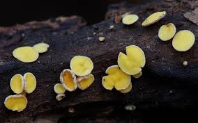 Attēlu rezultāti vaicājumam “Lachnum corticale”