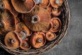 Attēlu rezultāti vaicājumam “Lactarius deliciosus”