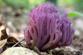 Attēlu rezultāti vaicājumam “Clavaria zollingeri”