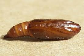 Attēlu rezultāti vaicājumam “Udea prunalis”