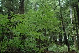 Attēlu rezultāti vaicājumam “Menziesia ferruginea”