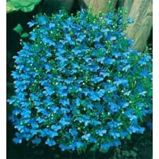 Image result for Männertreu