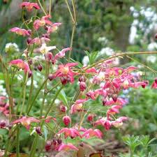 Attēlu rezultāti vaicājumam “Epimedium alpinum”
