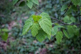 Attēlu rezultāti vaicājumam “Acer tataricum leaf”