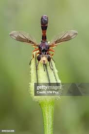 Attēlu rezultāti vaicājumam “Conopidae”