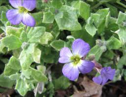Image result for Aubrieta hybrida (cultorum)