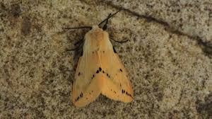 Attēlu rezultāti vaicājumam “Spilosoma lutea imago”