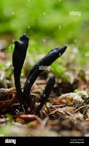 Attēlu rezultāti vaicājumam “Cordyceps ophioglossoides”