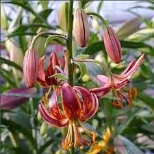 Image result for Lilium martagon `Arabian Night`