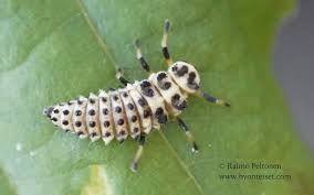 Attēlu rezultāti vaicājumam “Sospita vigintiguttata”