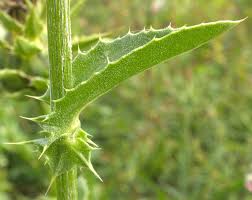 Attēlu rezultāti vaicājumam “Silybum marianum”