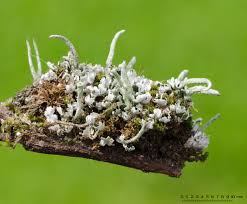 Attēlu rezultāti vaicājumam “Cladonia coniocraea”