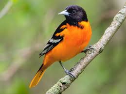 Image result for Bird