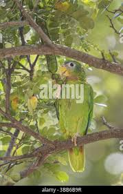 Attēlu rezultāti vaicājumam “Collaria sp.”