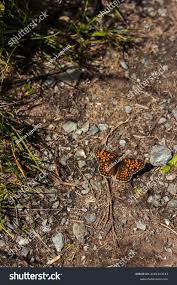Attēlu rezultāti vaicājumam “Clossiana euphrosyne underside”