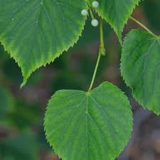 Attēlu rezultāti vaicājumam “Tilia amurensis”