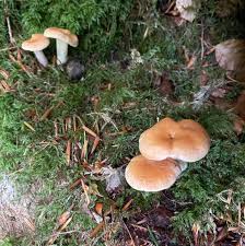 Attēlu rezultāti vaicājumam “Hydnum sp.”