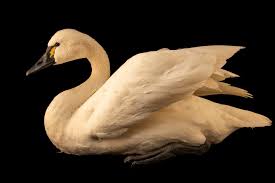 Attēlu rezultāti vaicājumam “Cygnus columbianus”