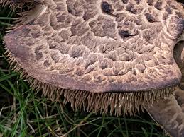 Attēlu rezultāti vaicājumam “Sarcodon imbricatum”