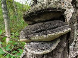 Attēlu rezultāti vaicājumam “Phellinus nigricans”