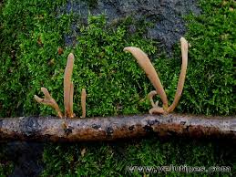 Attēlu rezultāti vaicājumam “Macrotyphula fistulosa”