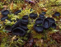 Attēlu rezultāti vaicājumam “Cladonia ochrochlora”