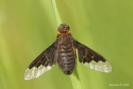 Attēlu rezultāti vaicājumam “Hemipenthes morio”