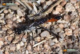 Attēlu rezultāti vaicājumam “Ammophila sp.”