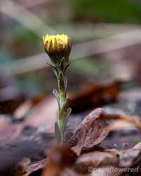 Attēlu rezultāti vaicājumam “Tussilago farfara bud”
