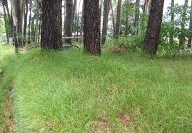 Attēlu rezultāti vaicājumam “Carex arenaria”